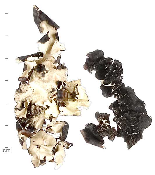 Parmotrema arnoldii thalli