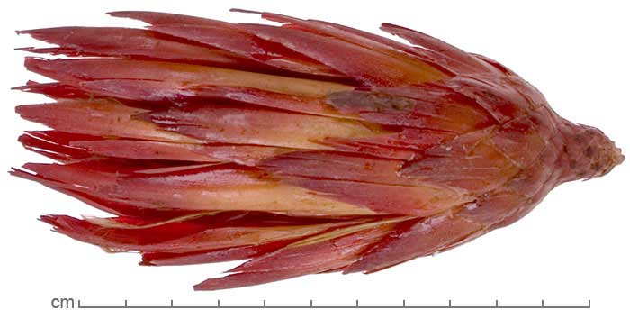 Protea repens inflorescence