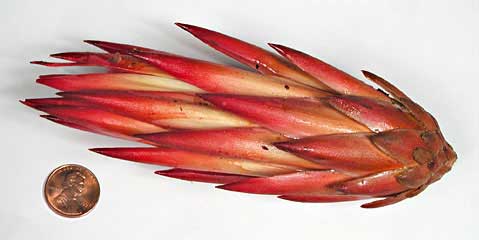 Protea repens inflorescence