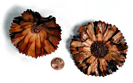 Protea repens involucral receptacles