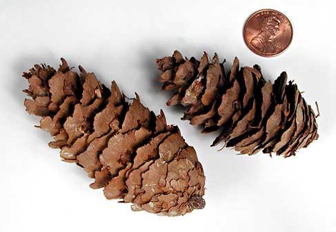 Pseudotsuga menziesii cones