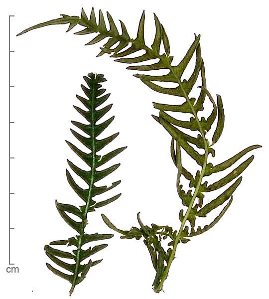 Pteridium aquilinum leaves