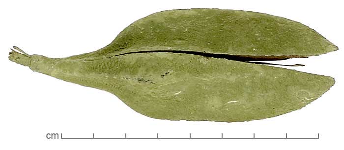 Pterospermum acerifolium fruit