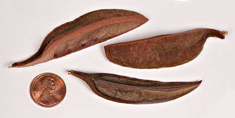 Pterospermum acerifolium fruits
