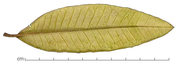 Quercus ilex leaf
