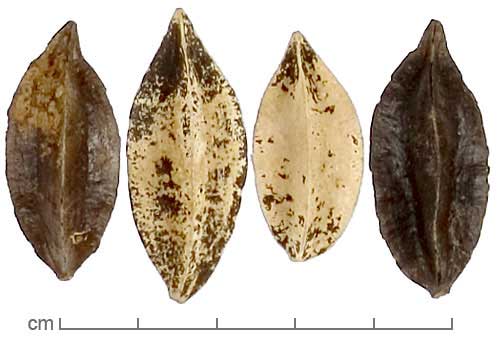 Quisqualis indica fruits