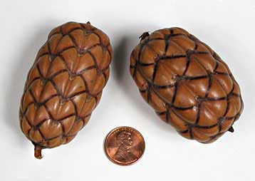Raphia taedigera fruits
