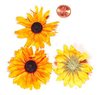 Rudbeckia hirta flowers