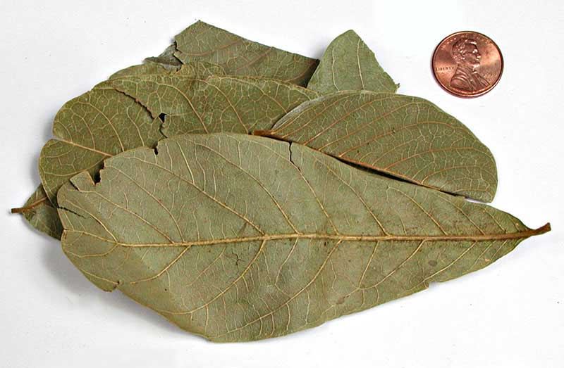Sapindus emarginatus leaves
