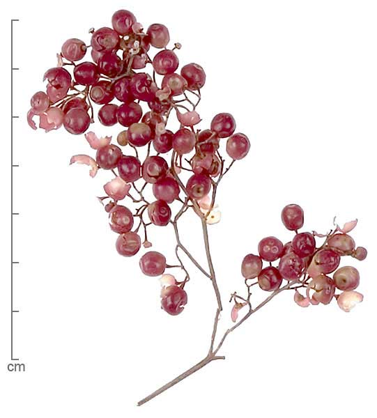Schinus molle fruits