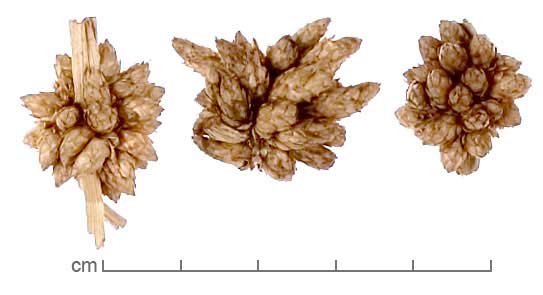 Schoenoplectus auriculatus inflorescences