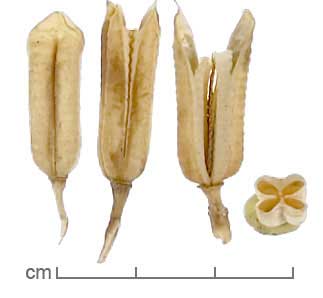 Sesamum indicum fruits