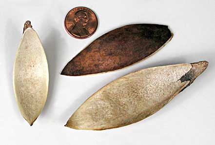Soymida febrifuga fruit valves