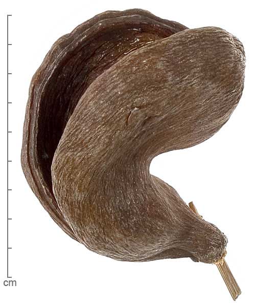 Sterculia foetida fruits
