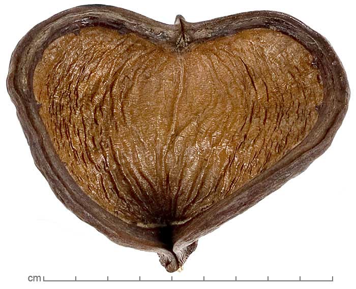 Sterculia foetida fruit