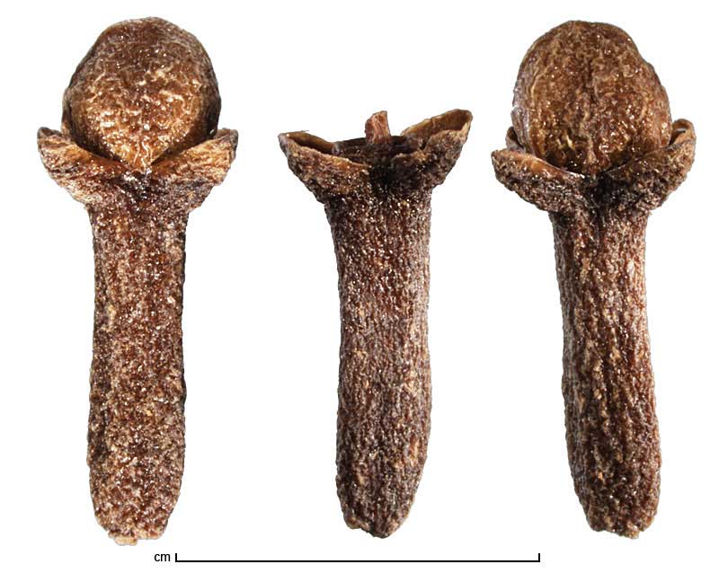 Syzygium aromaticum flower buds