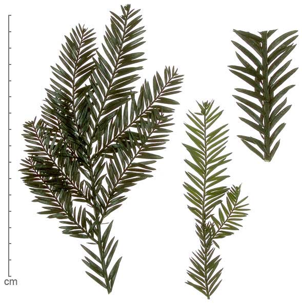 Taxus sp. leafy branches