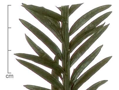 Taxus sp. leaves
