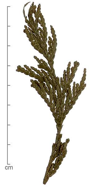 Thuja plicata leaves