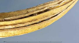  fruit, close-up near tip; photo by Christina Southwick 
