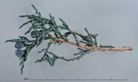  leafy branch with fleshy cones; photo by Christina Southwick 
