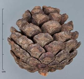  cone, lateral view; photo by Christina Southwick 
