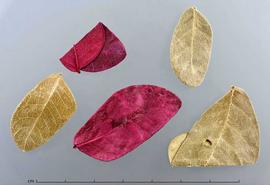  leaflets, two dyed pink; photo by Christina Southwick 
