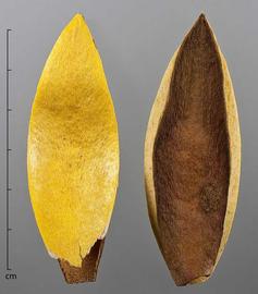  fruit valves, dyed yellow; photo by Christina Southwick 
