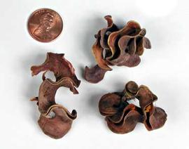  several fruits; photo copy; The Lebermuth Company, Inc. 
