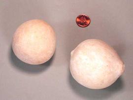  whole fruits, bleached; photo copy; The Lebermuth Company, Inc. 
