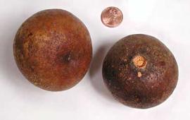  whole fruits; photo copy; The Lebermuth Company, Inc. 
