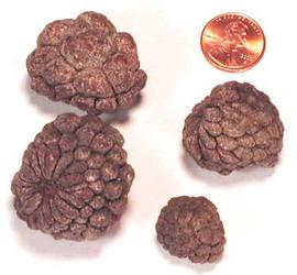  four fruits, several sizes; photo copy; The Lebermuth Company, Inc. 
