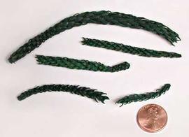  branchlets, dyed green; photo copy; The Lebermuth Company, Inc. 
