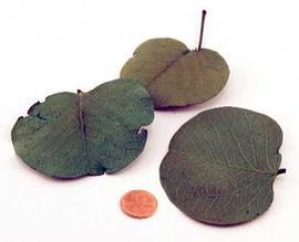 leaves; photo copy; The Lebermuth Company, Inc. 
