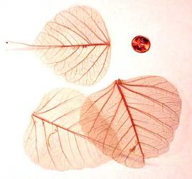  three skeletonized leaves; photo copy; The Lebermuth Company, Inc. 
