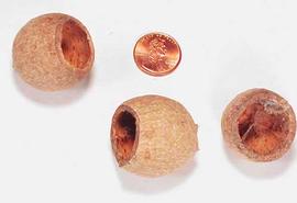  fruits with tops removed, bleached; photo copy; The Lebermuth Company, Inc. 
