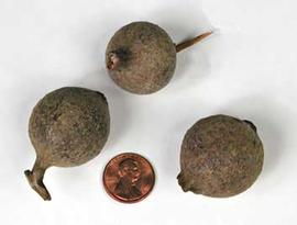  fruits, whole; photo copy; The Lebermuth Company, Inc. 
