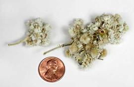  inflorescences; photo copy; The Lebermuth Company, Inc. 

