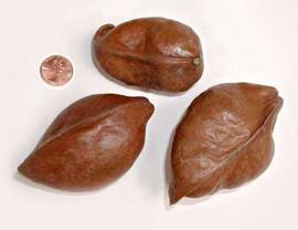  fruits; photo copy; The Lebermuth Company, Inc. 
