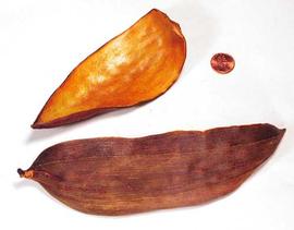  fruit follicle, interior (top) and exterior (bottom); photo copy; The Lebermuth Company, Inc. 

