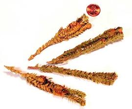  branchlets in flower; photo copy; The Lebermuth Company, Inc. 

 nbsp; 
