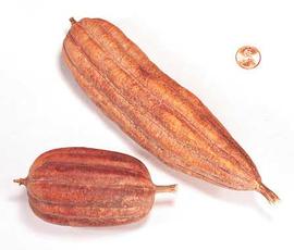  whole fruits, dyed orange; photo copy; The Lebermuth Company, Inc. 
