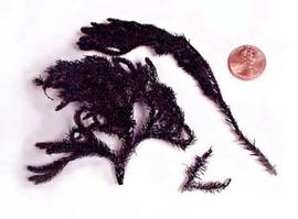  large branchlets, dyed purple; photo copy; The Lebermuth Company, Inc. 
