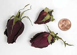 medium-sized red flower buds; photo copy; The Lebermuth Company, Inc. 
