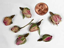  small pink flower buds; photo copy; The Lebermuth Company, Inc. 
