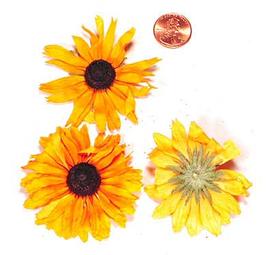  inflorescences; photo copy; The Lebermuth Company, Inc. 
