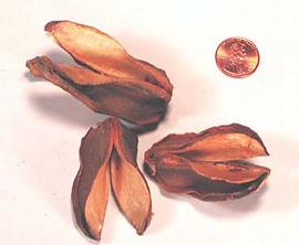 fruit capsules; photo copy; The Lebermuth Company, Inc. 
