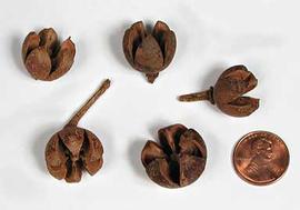  fruits; photo copy; The Lebermuth Company, Inc. 
