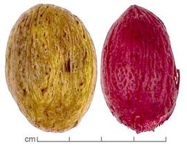  fruits, dyed yellow and pink, lateral view; photo by Lyndon Photography 
