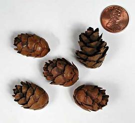  cones; photo copy; The Lebermuth Company, Inc. 
